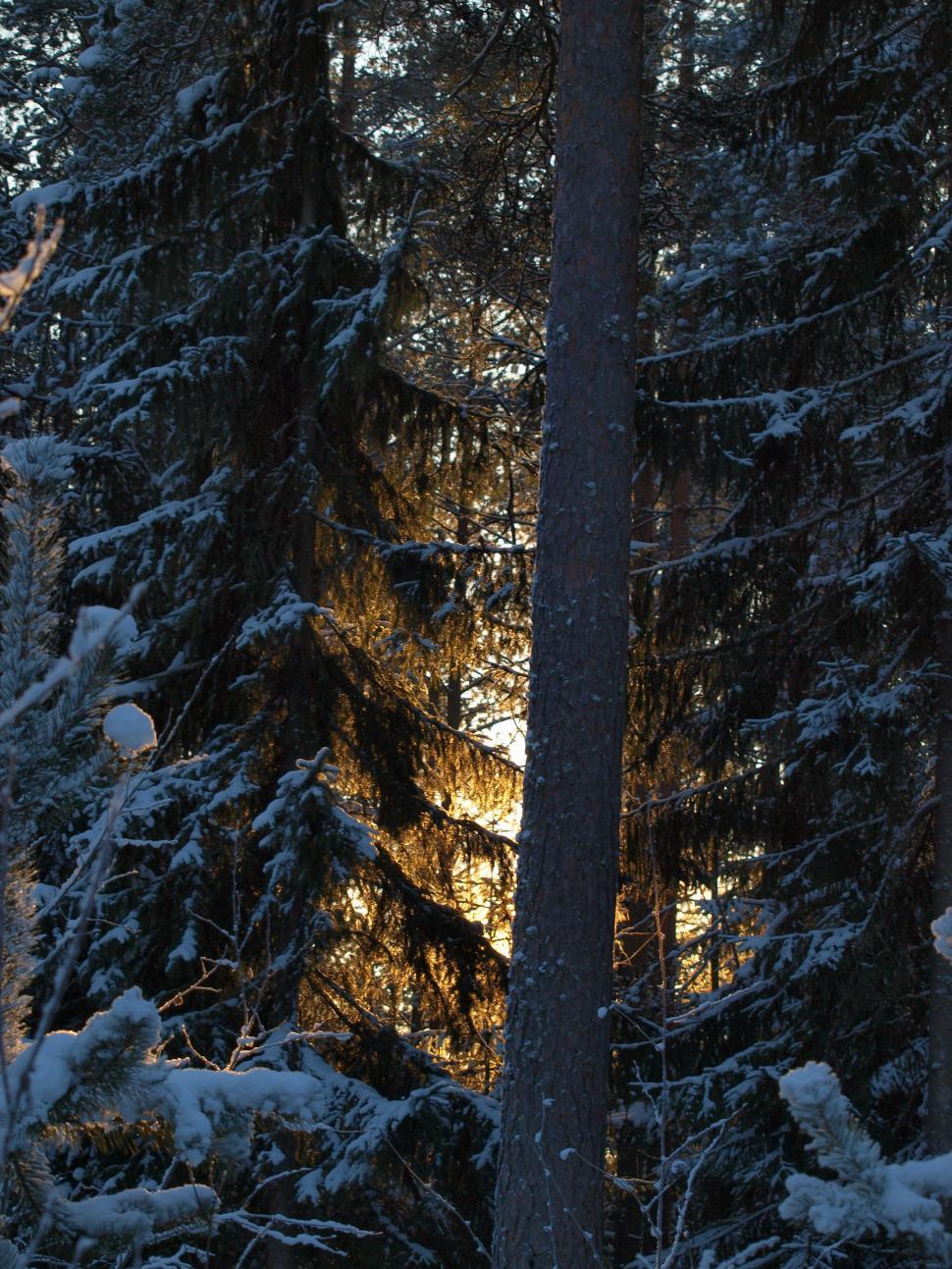 Free Image of Dark Frozen forest  