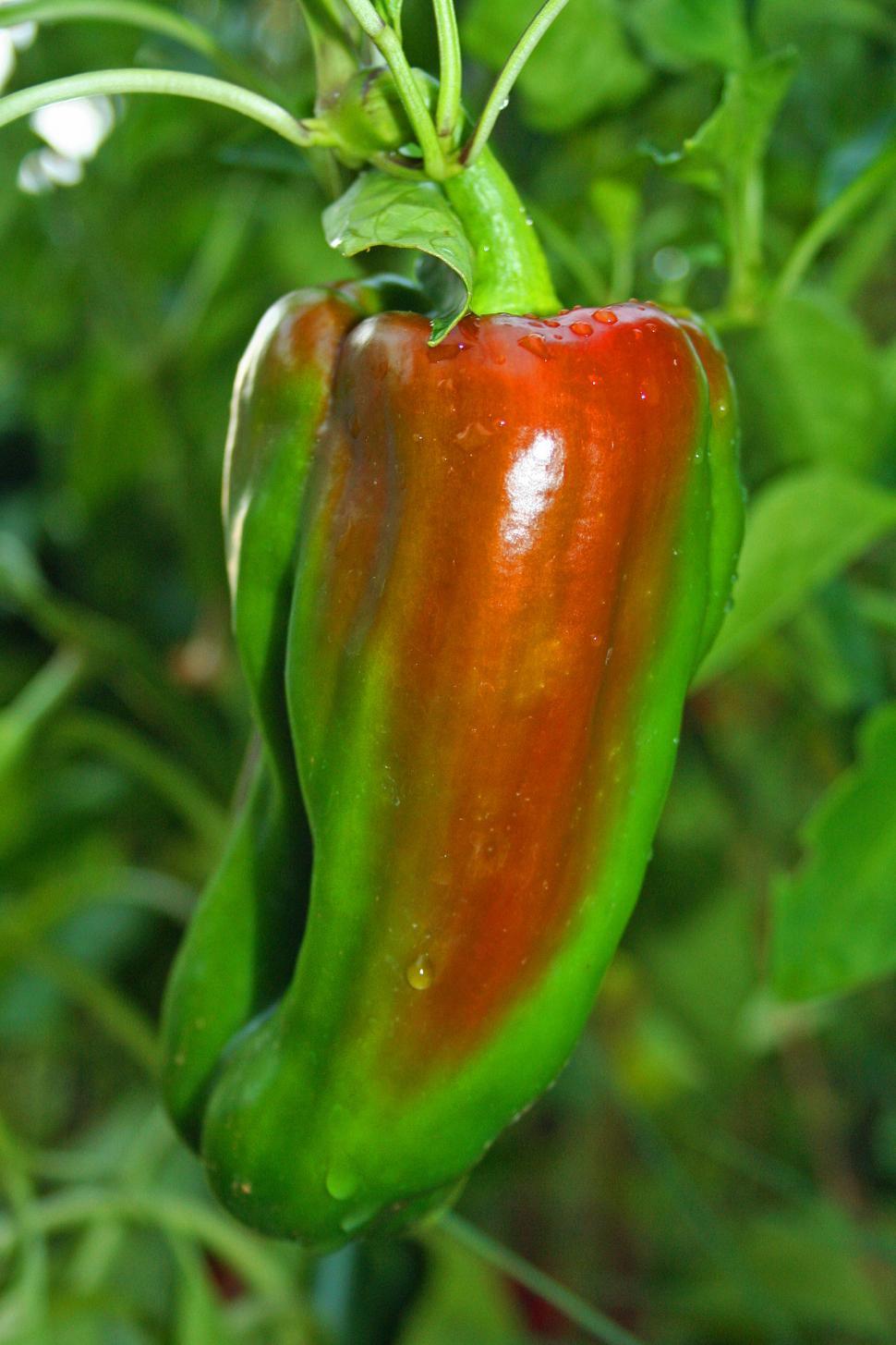 Free Image of Ripening Sweet Bell Pepper 