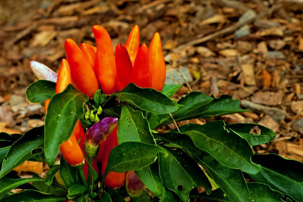 Free Image of Ornamental Peppers 