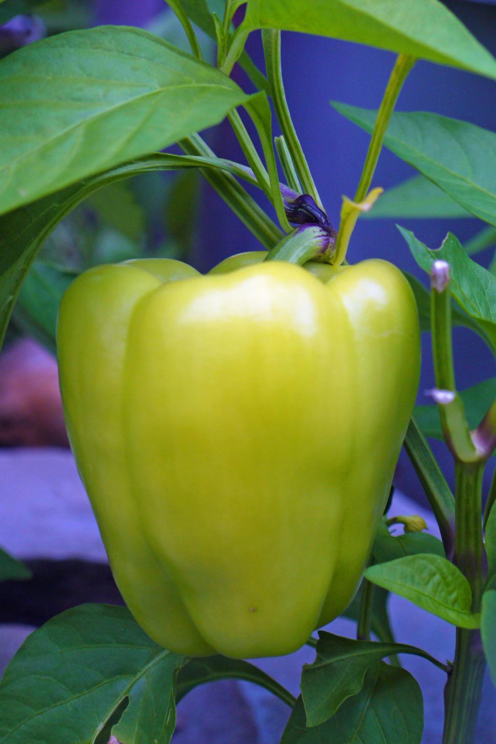 Free Image of Whie Bell Pepper 
