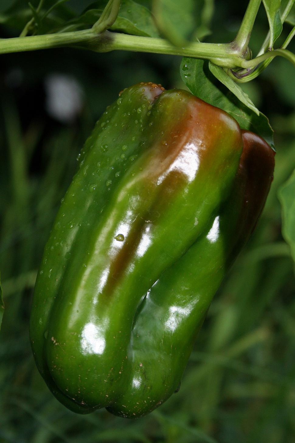Free Image of Ripening Green Bell Pepper 