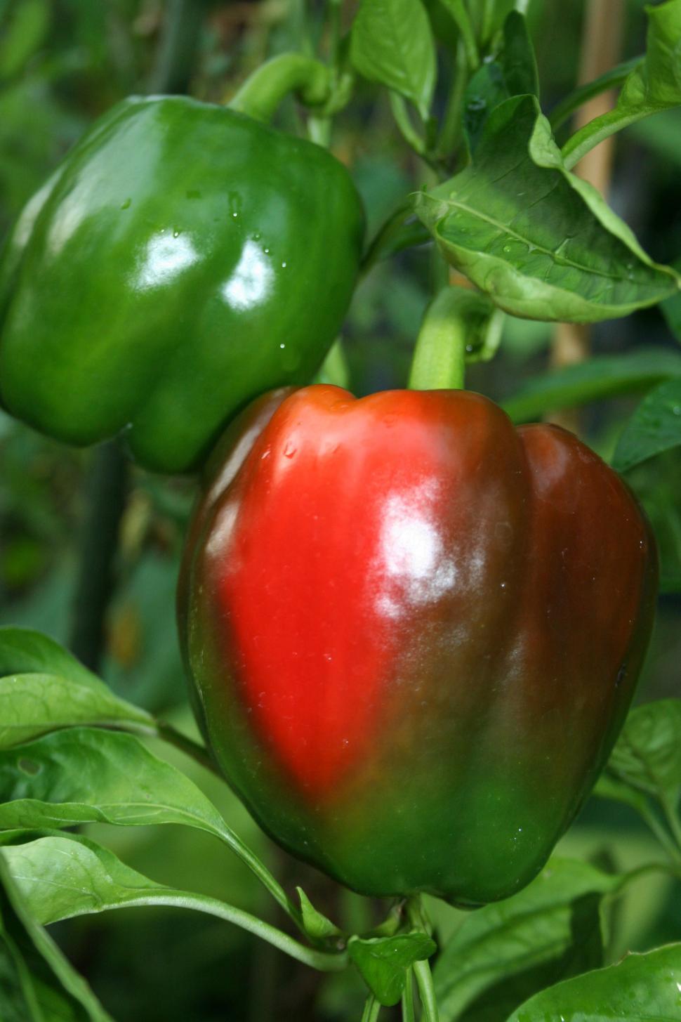 Free Image of Red Sweet Bell Pepper 