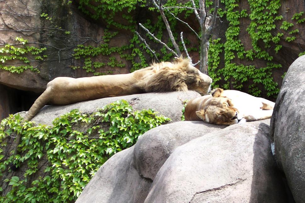 Free Image of Two Sleeping Lions 
