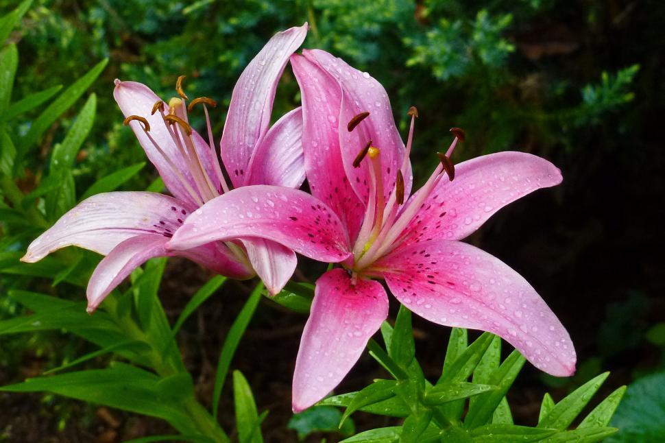 Download Free Stock Photo of Pink Lily 