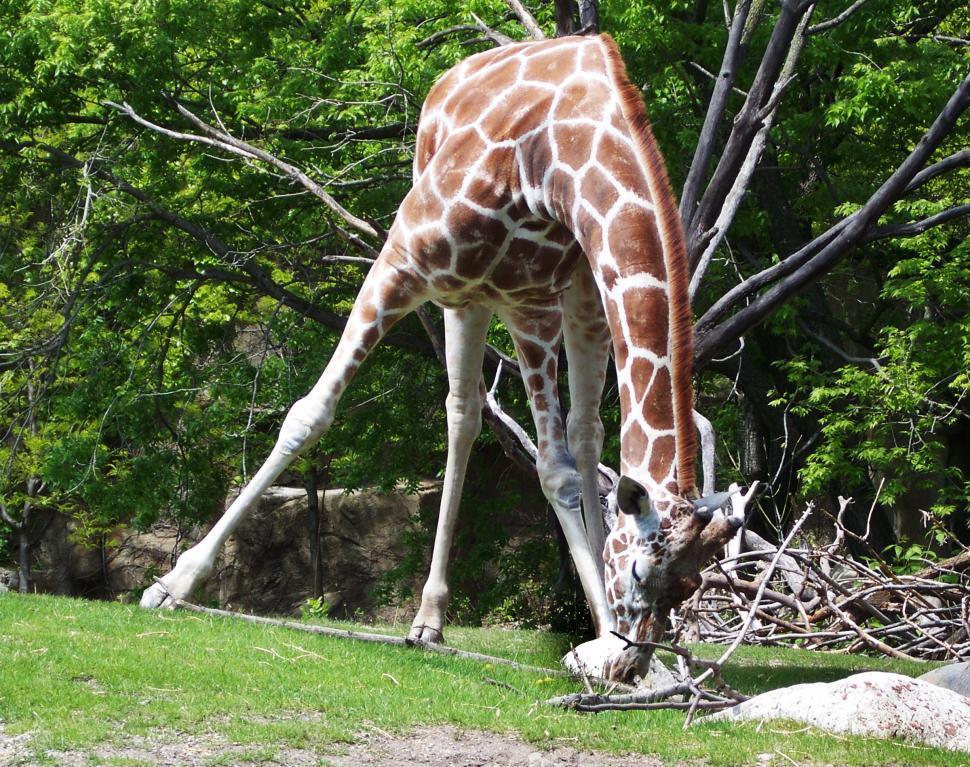 Free Image of Giraffe 