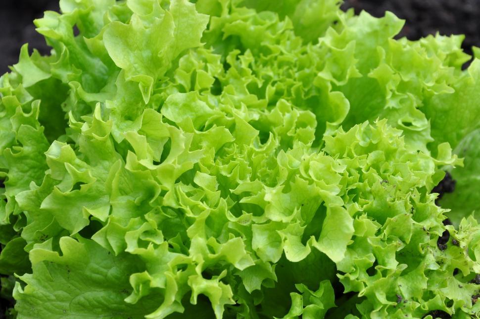 Free Image of Green lettuce  