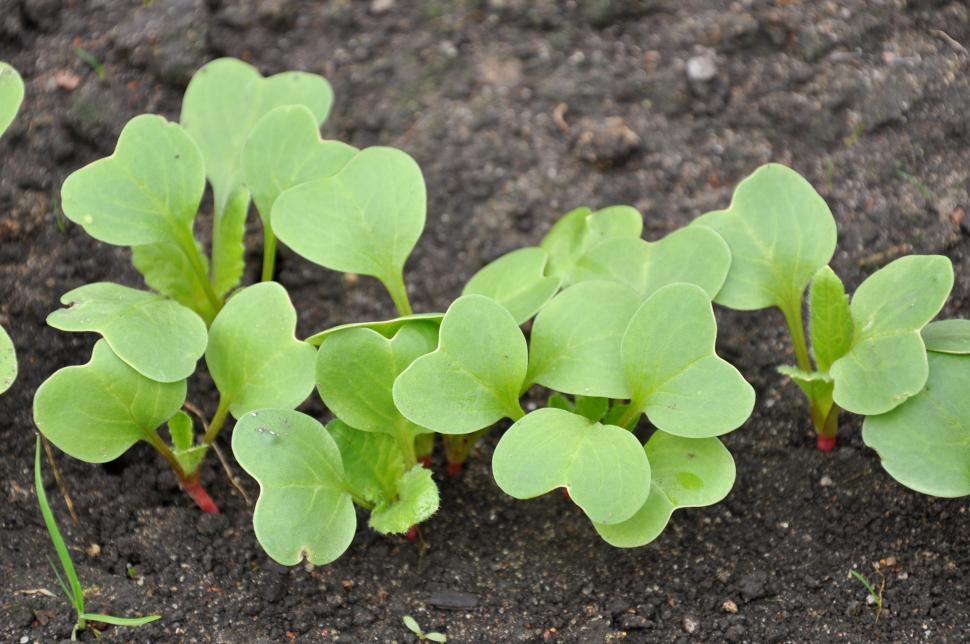 Download Free Stock Photo of Radish seedlings 