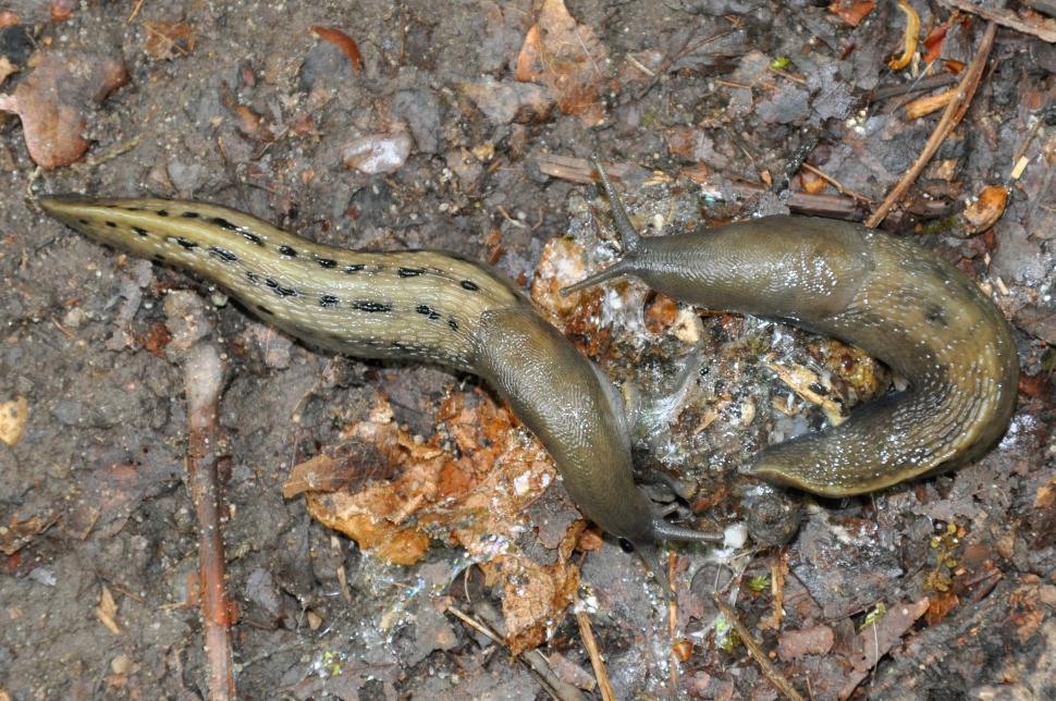 Free Image of The largest land-slugs 