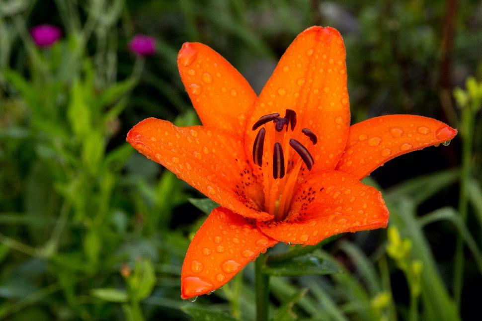 Free Image of Asiatic Lily Flower 