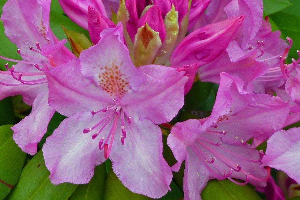 Free Image of Pink Rhododendron Flowers 