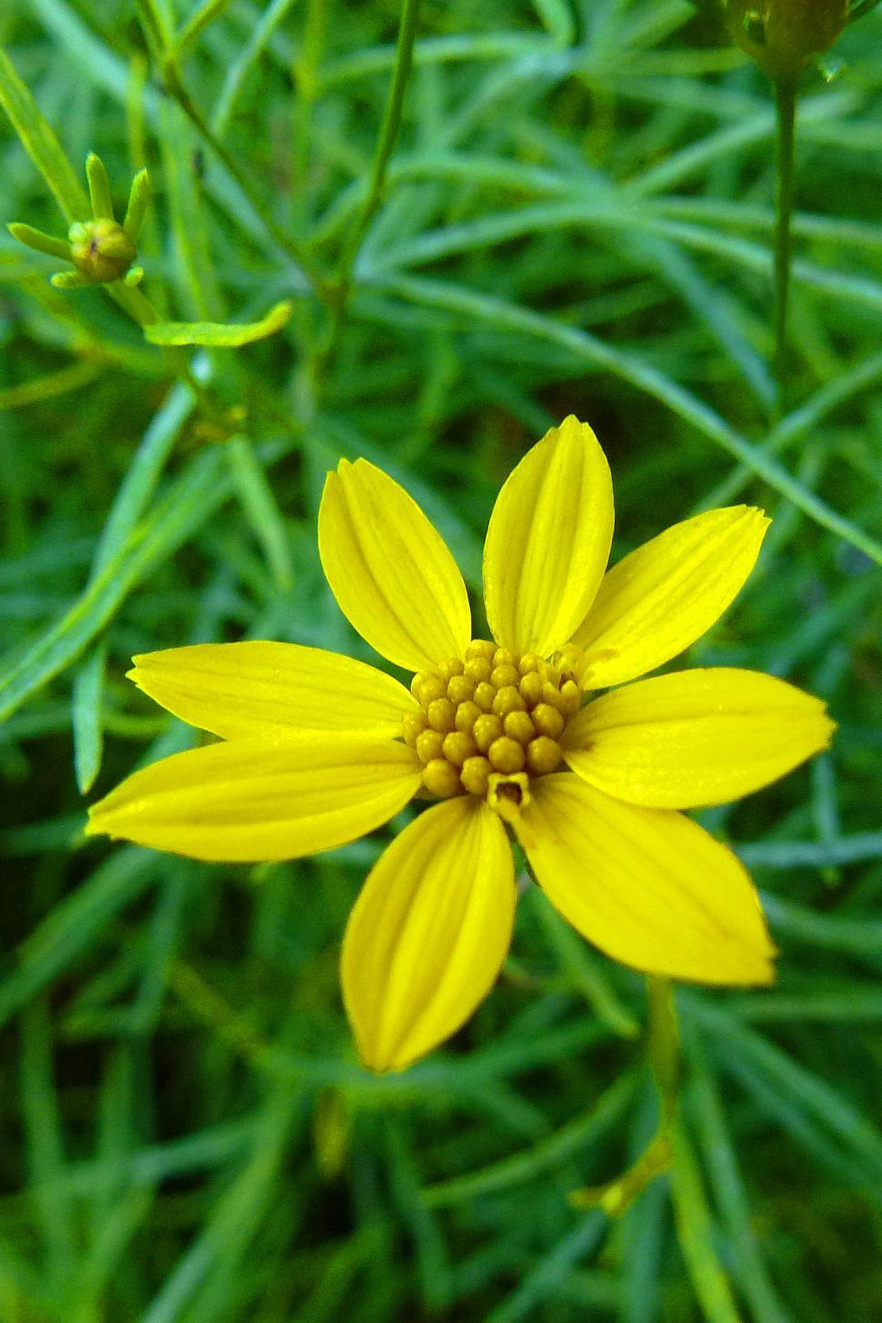 Free Image of Yellow Coreopsis Flower Closeup 
