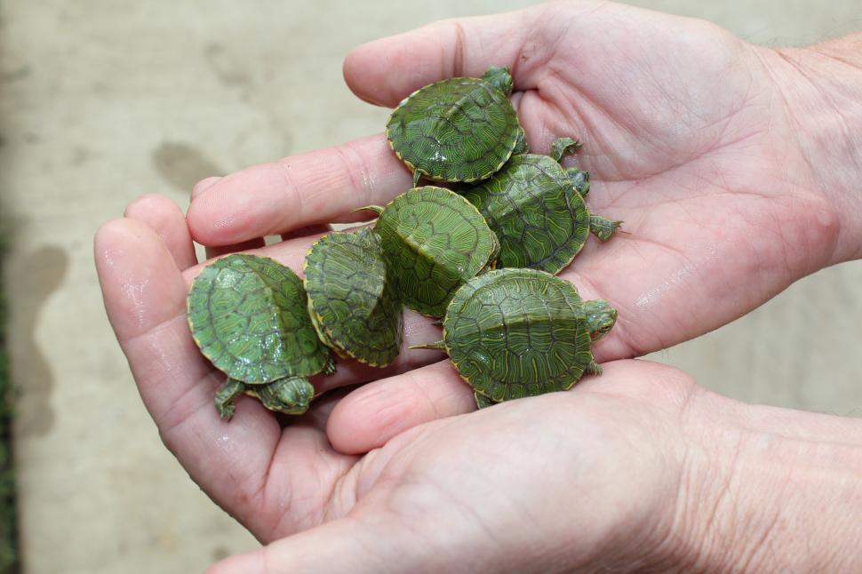 Free Image of Baby Turtles  