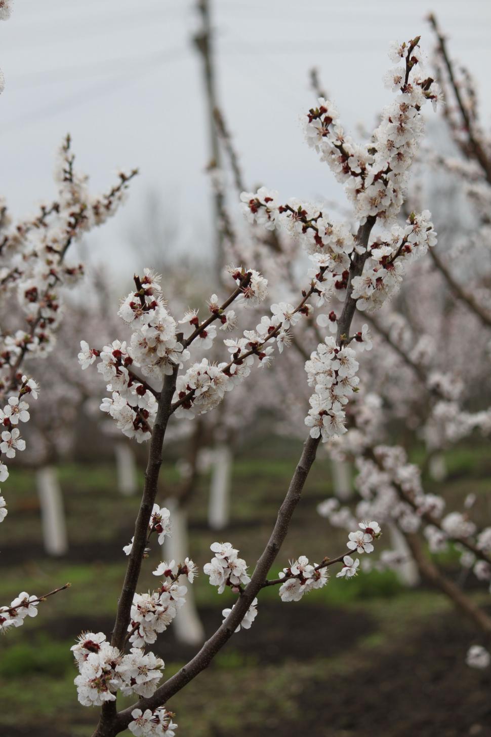 Free Image of Close-up shot of white cherry tree flowers  