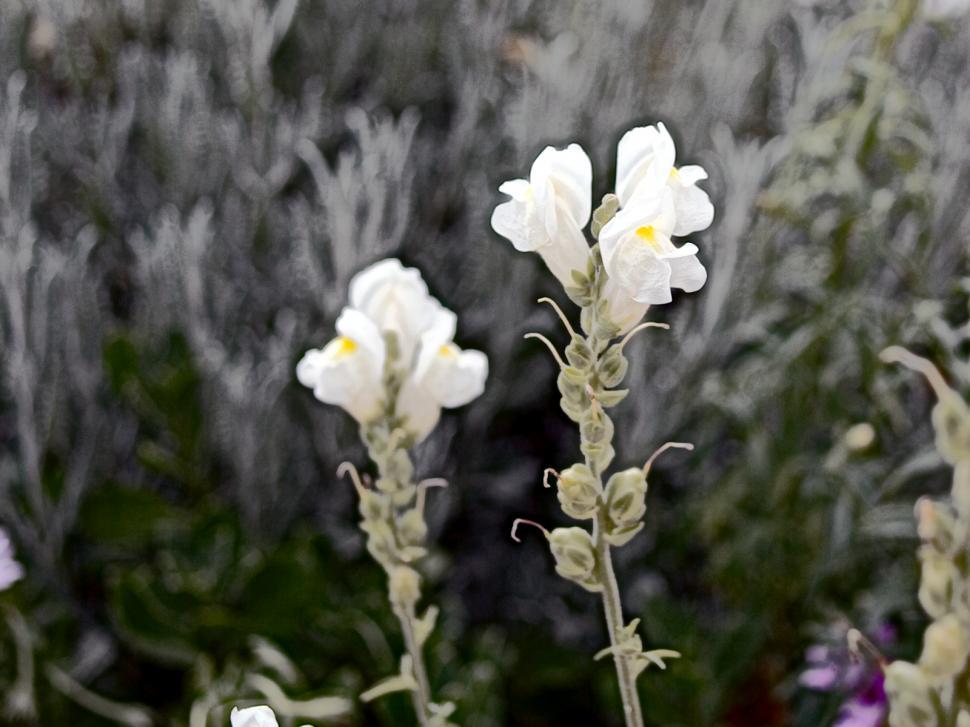 Free Image of Flowers, white 
