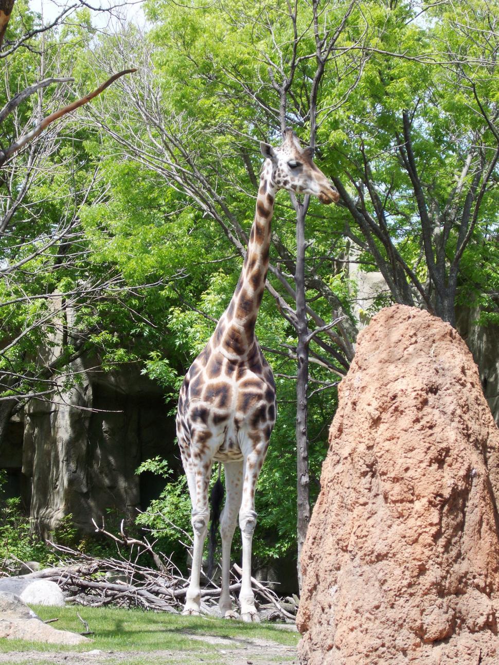 Free Image of Giraffe 
