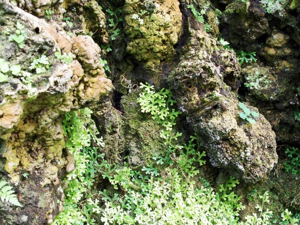 Free Image of Mossy Rocks 