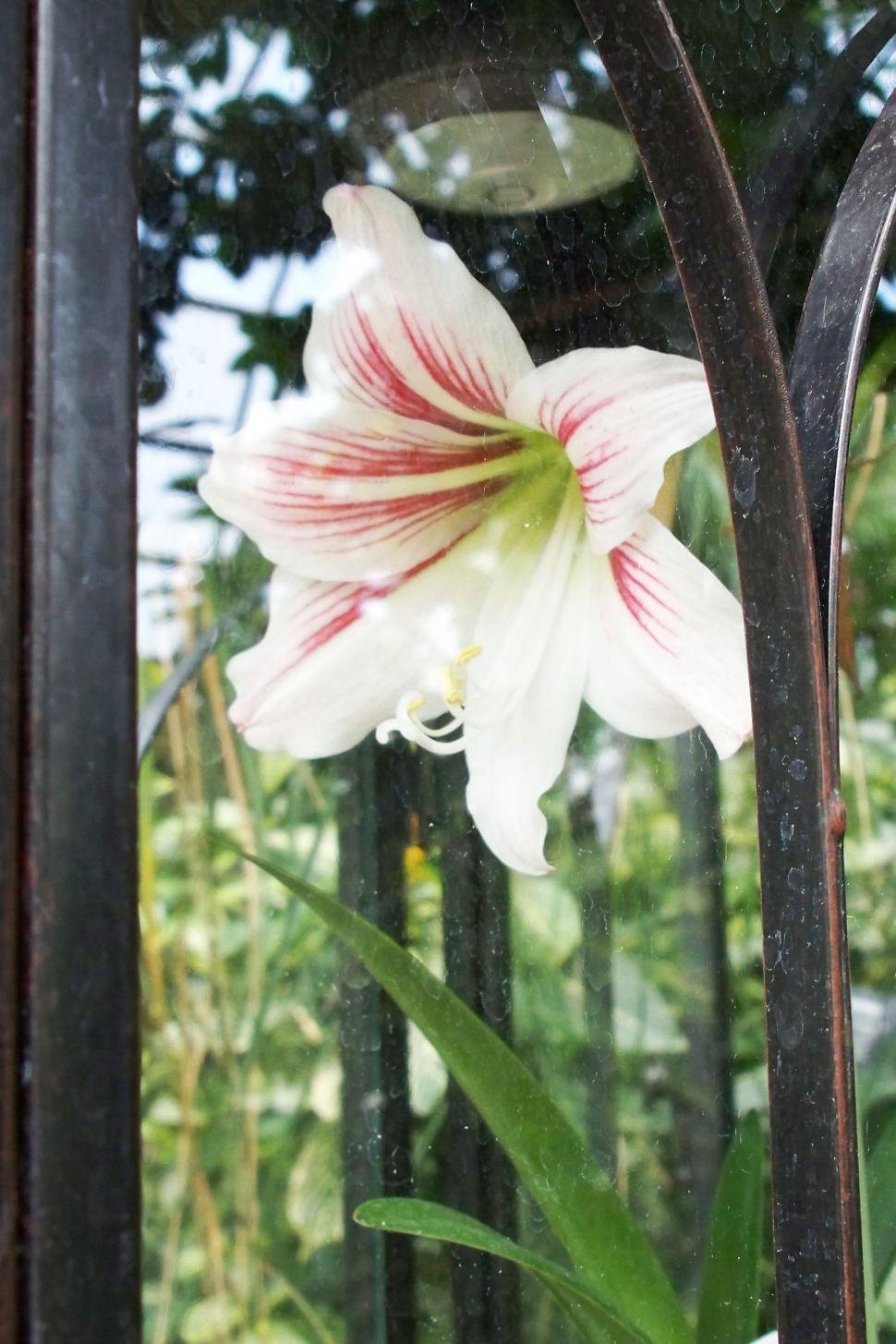Free Image of A Lily Behind Glass 
