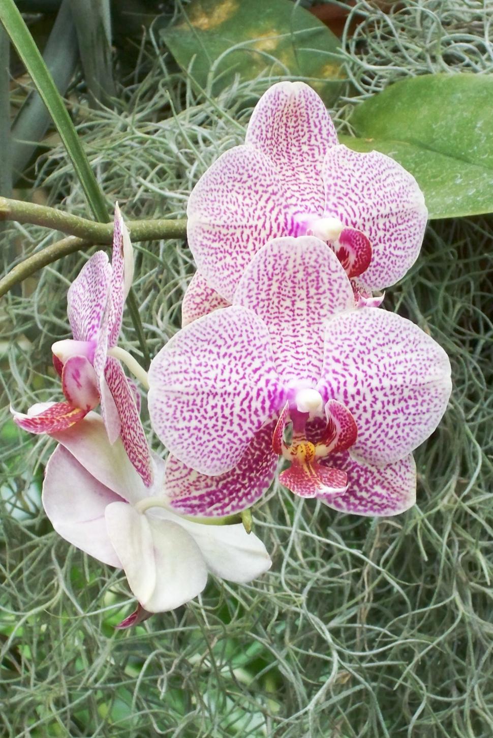 Free Image of Flowers - orchids 