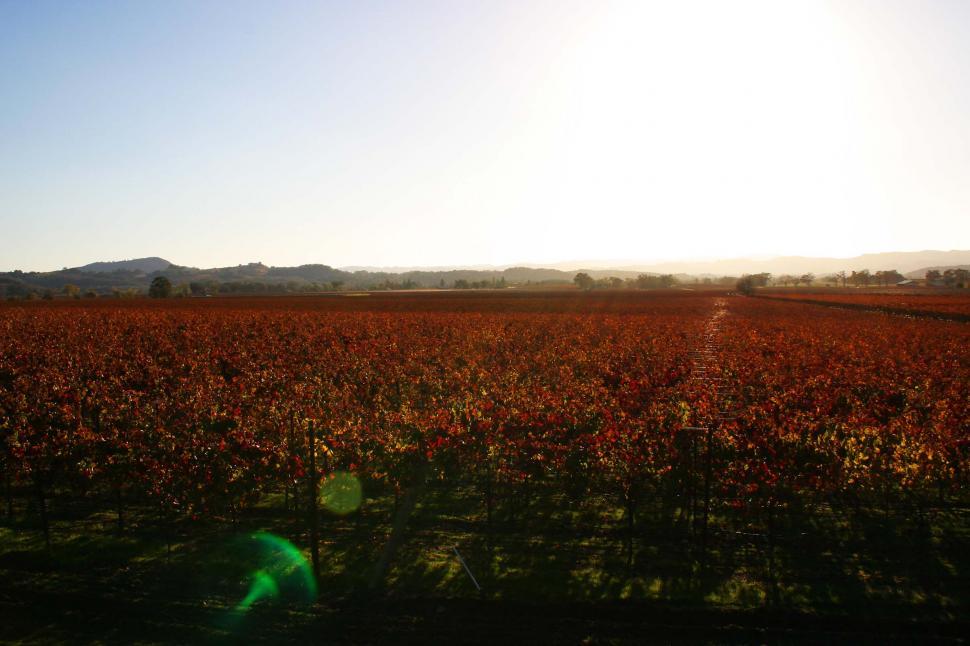 Free Image of planting agriculture grape vine california sonoma fall vineyard crop sunset 