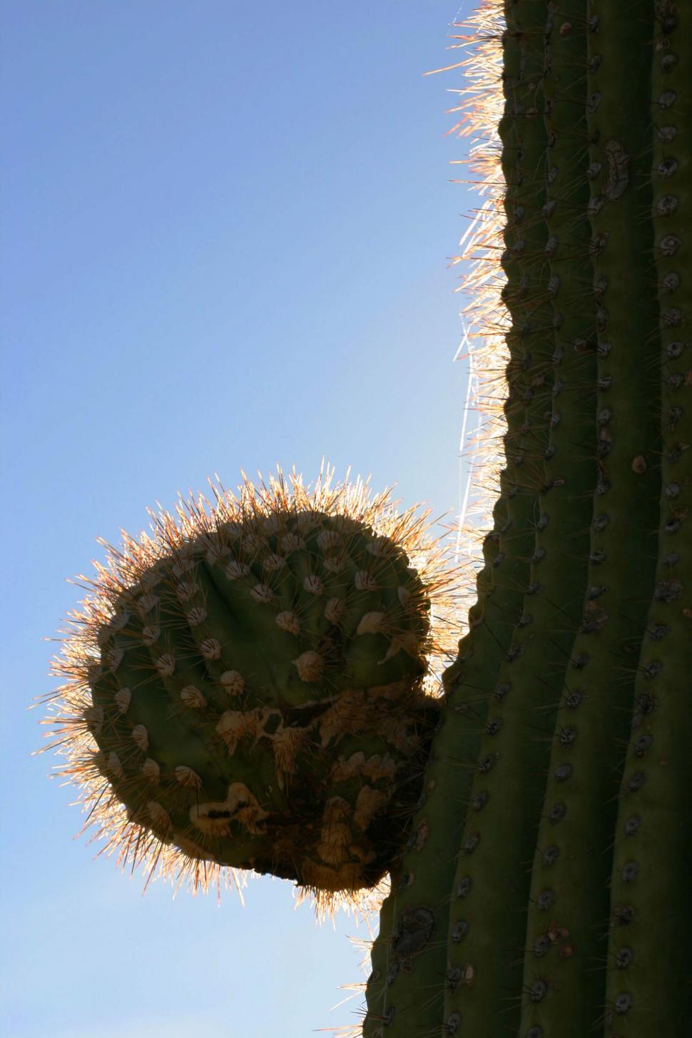 Free Image of Saguaro arm budding 