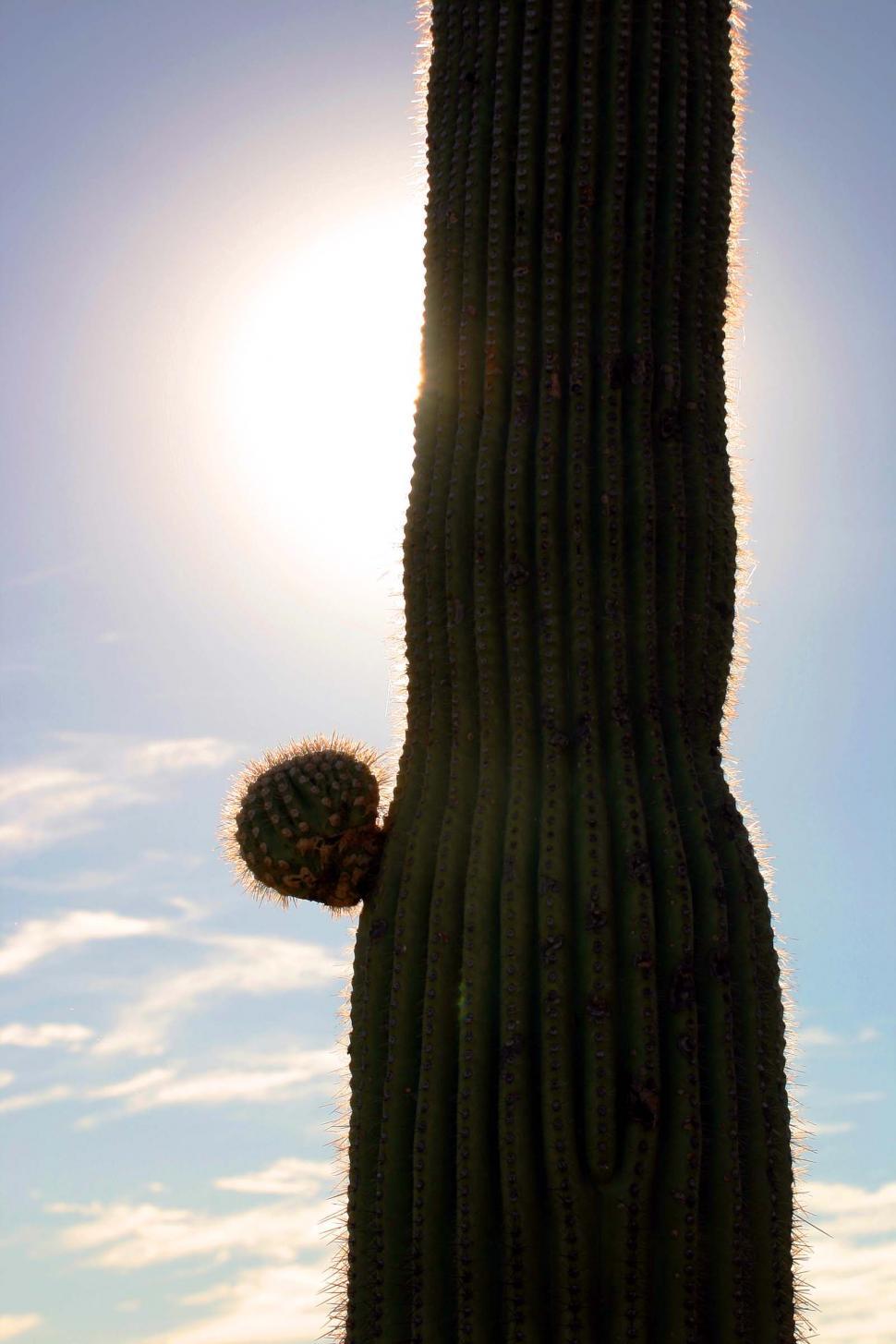 Free Image of Backlit saguaro 