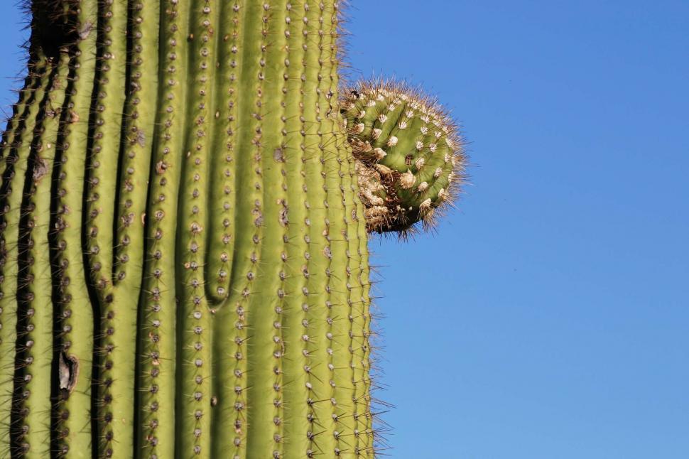 Free Image of Saguaro arm is small 