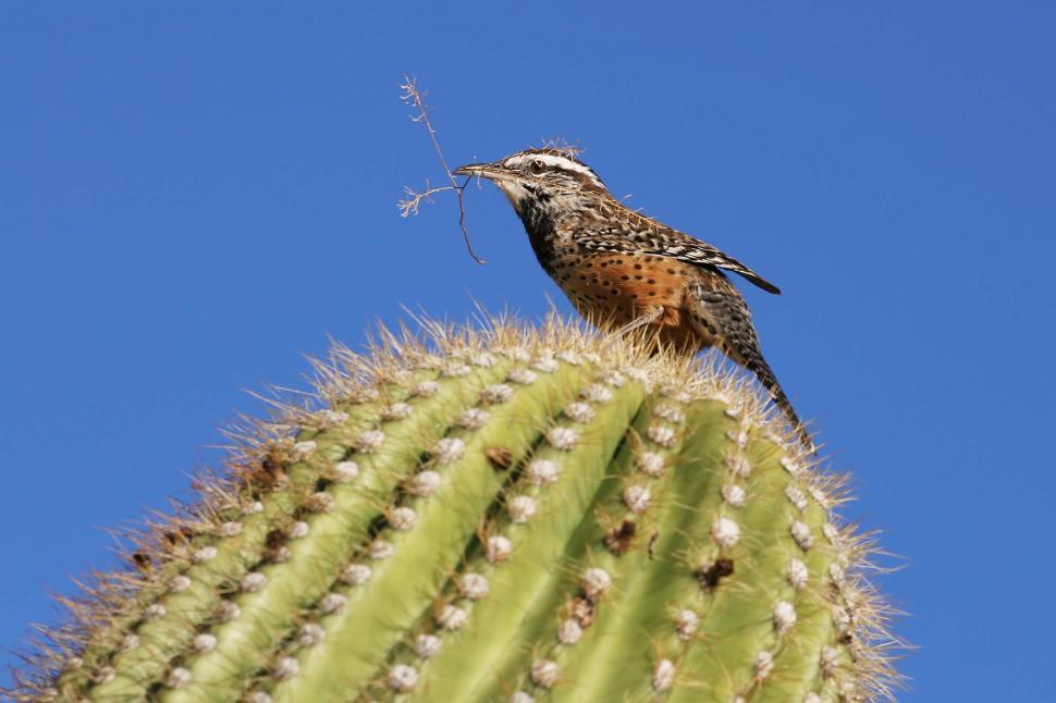 Free Image of Cactus wren with twig 