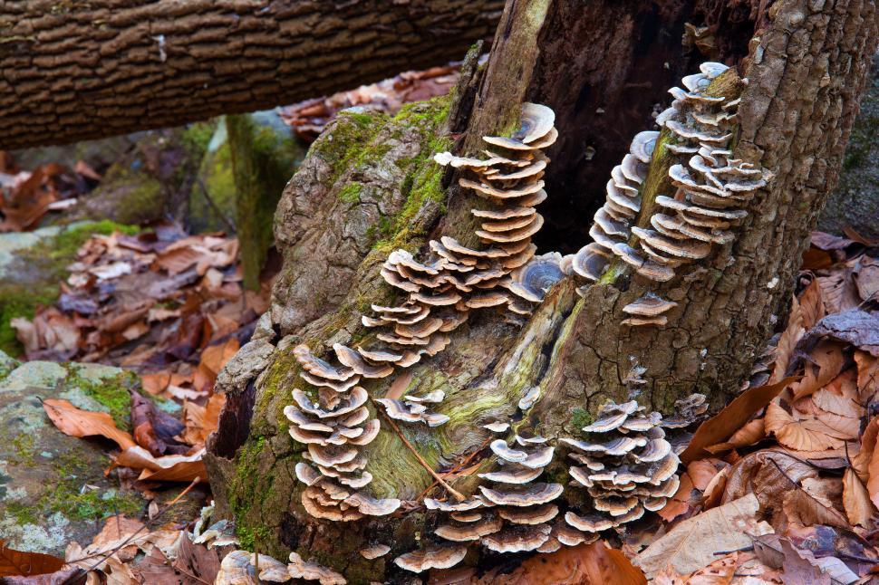 Free Image of Fungi Growing on a Dead Tree Stump 