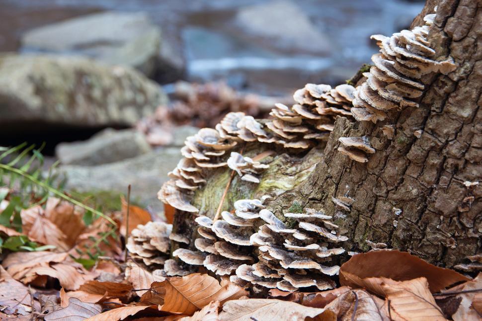 Free Image of Fungi Growing on a Dead Tree Stump 
