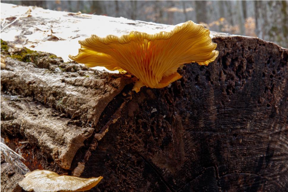 Free Image of Fungus Growing on a Tree Log 