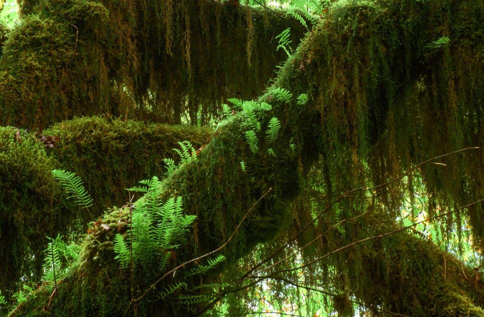 Free Image of Hoh Rain Forest 