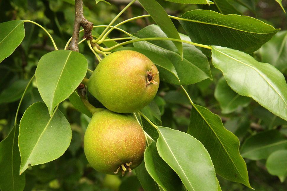 Free Image of Pears on Tree 