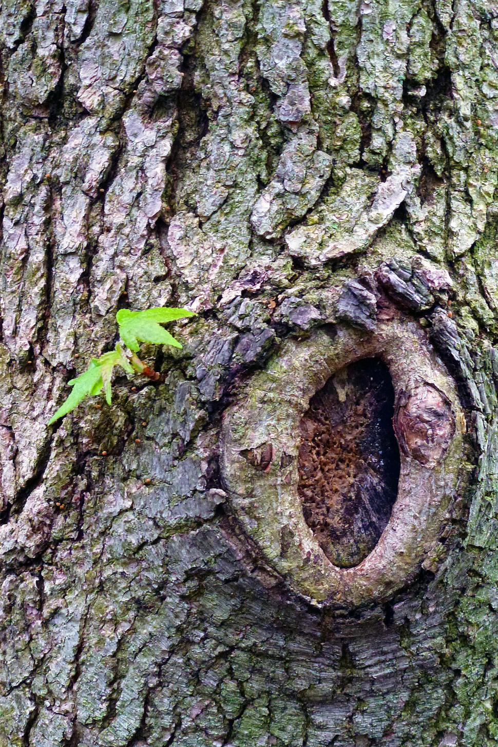 Free Image of Tree Nock 