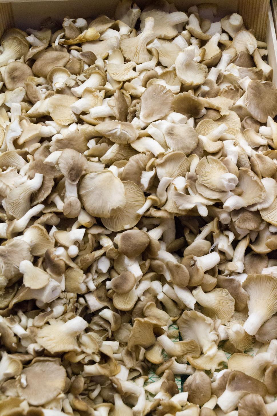 Free Image of Shiitake mushrooms in a box 