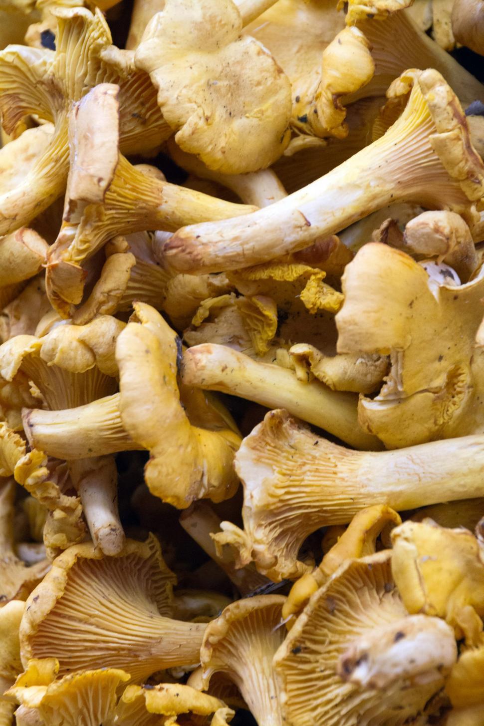 Free Image of chanterelle mushrooms 