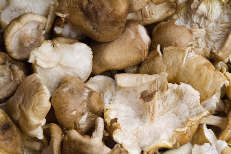 Free Image of Shiitake mushrooms 