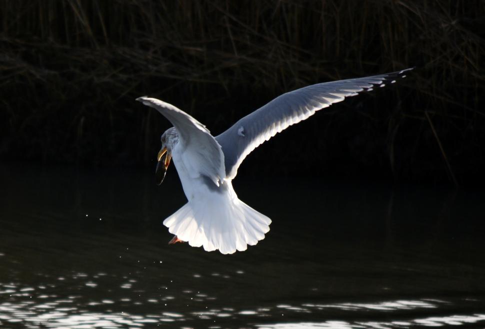 Free Image of Seagull landing  