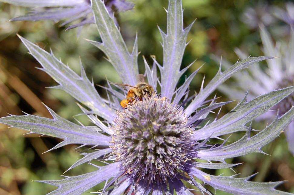 Free Image of Small purple thistle flower and bee close-up  