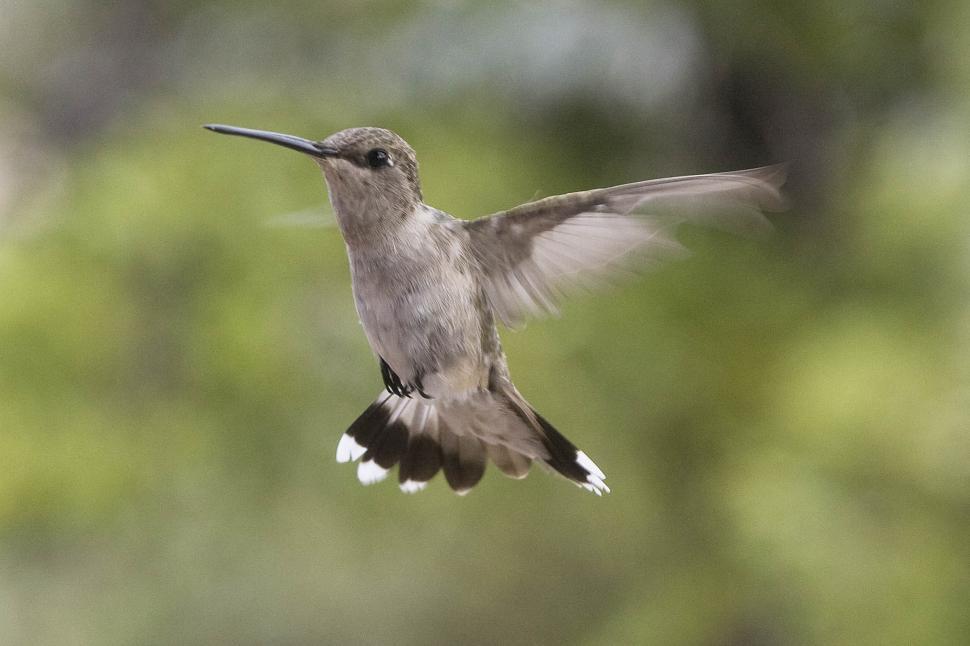 Free Image of Hummingbird in flight 
