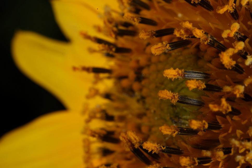 Free Image of Sunflower macro  