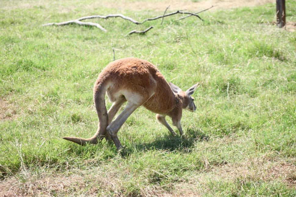 Free Image of Kangaroo  