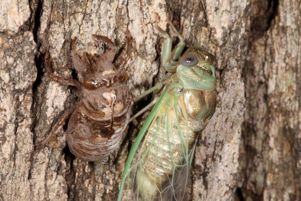 Free Image of Cicada  