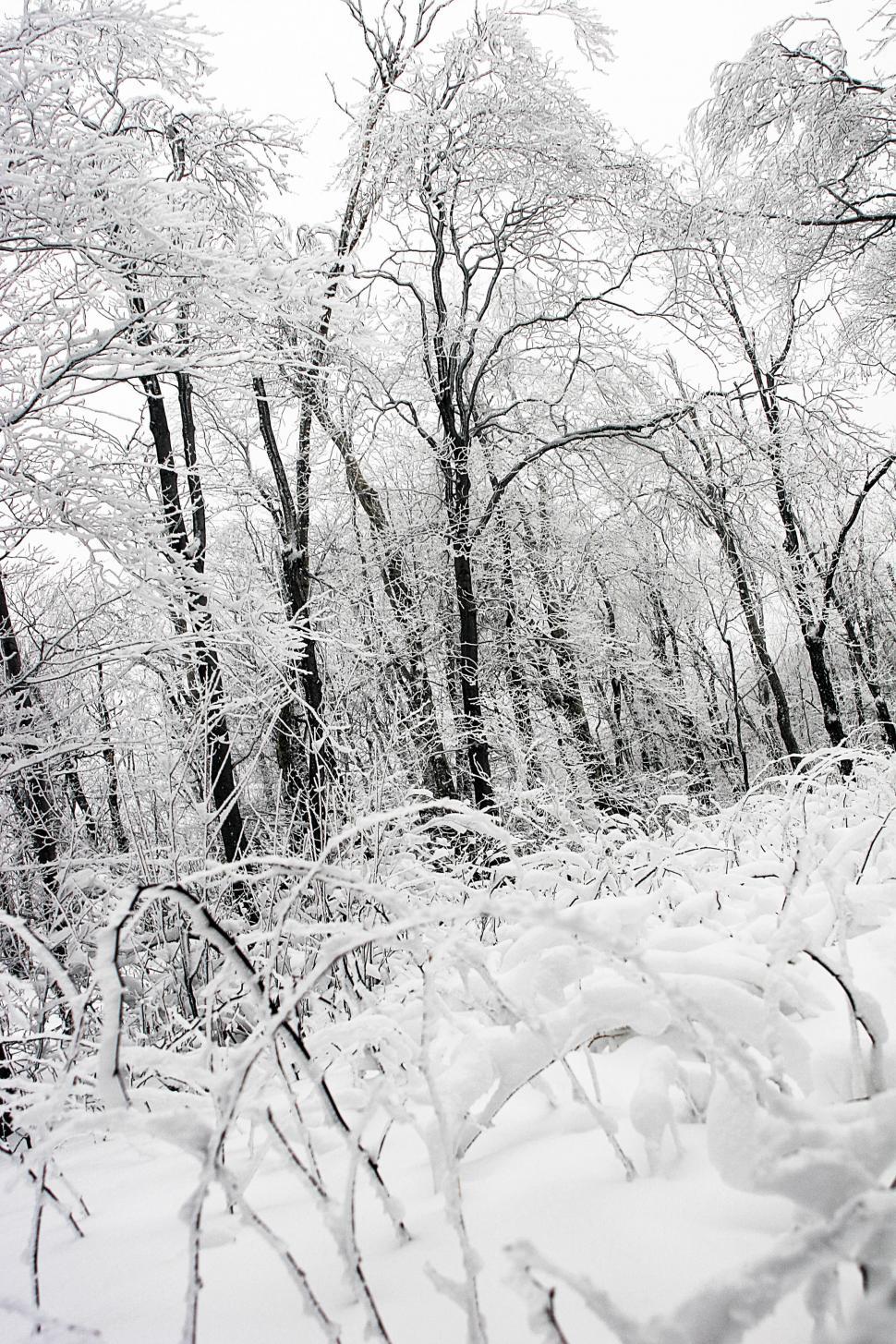 Free Image of Snow-Covered Trees in Black and White 