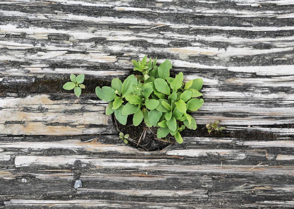 Free Image of Small Plant Growing Out of Crack in Wooden Wall 