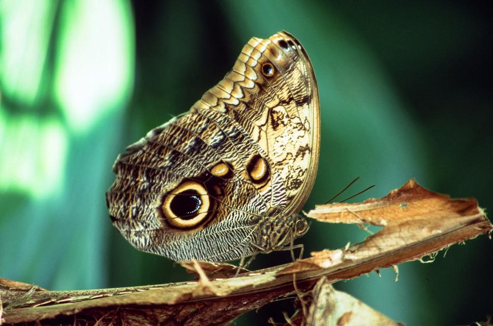 Free Image of Owl butterfly 