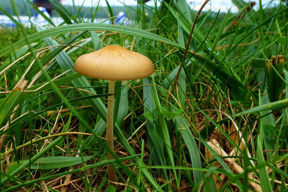 Free Image of Mushroom In A Field 