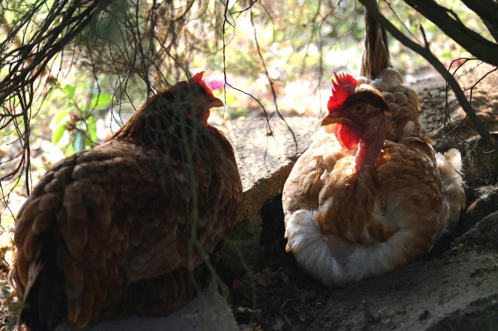 Free Image of Chickens Perched on Top of a Rock 