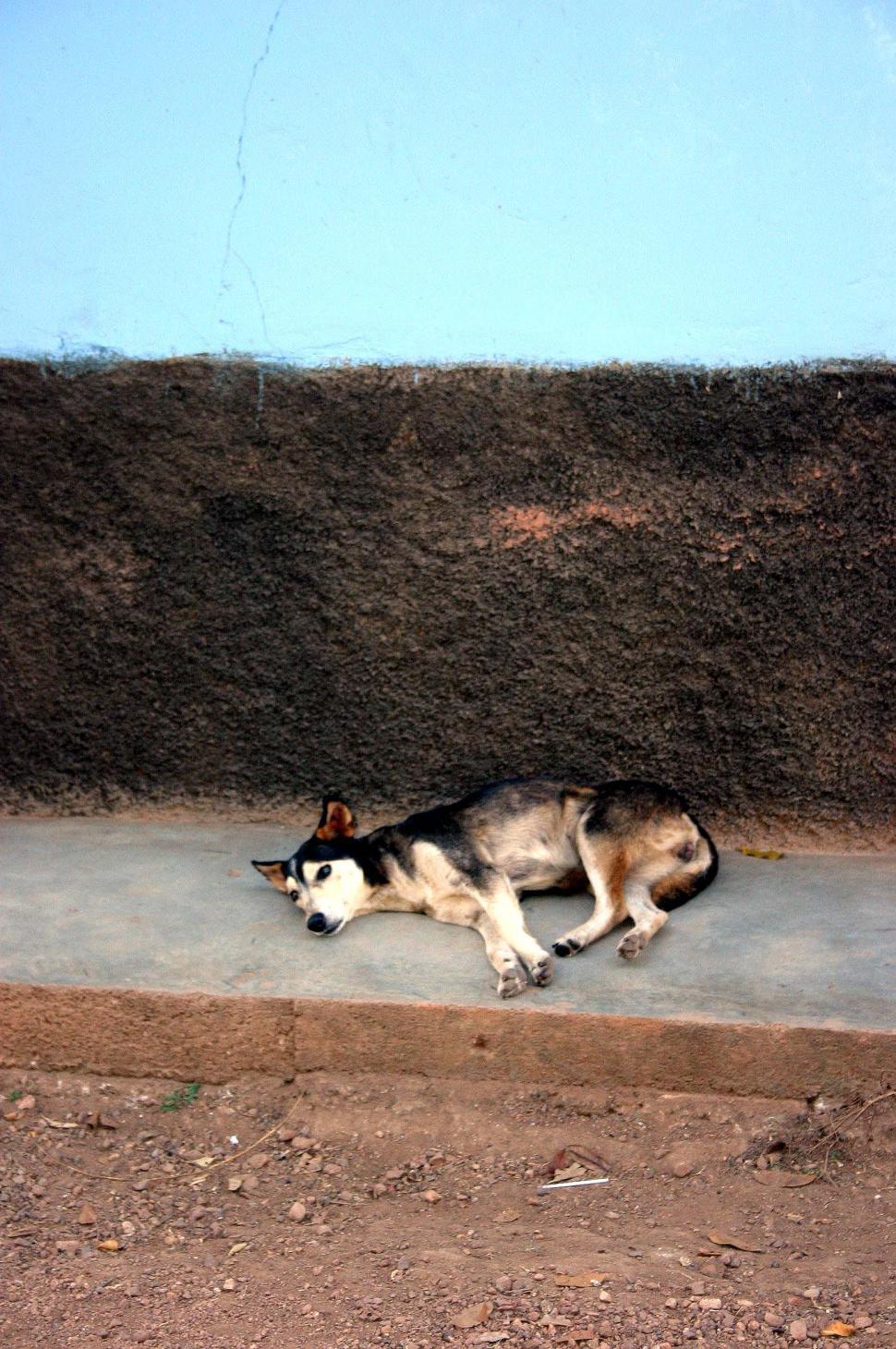 Free Image of Dog Laying Down on Cement Slab 