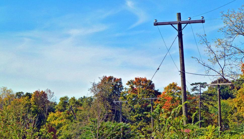Free Image of Telephone Poles in foliage 