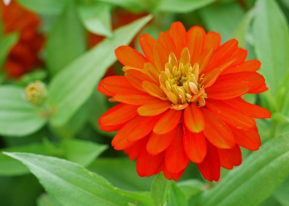 Download Free Stock Photo of Zinnia Orange Flower 